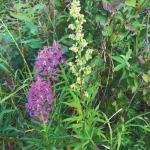 DEWORMER & PARASITE CLEANSE